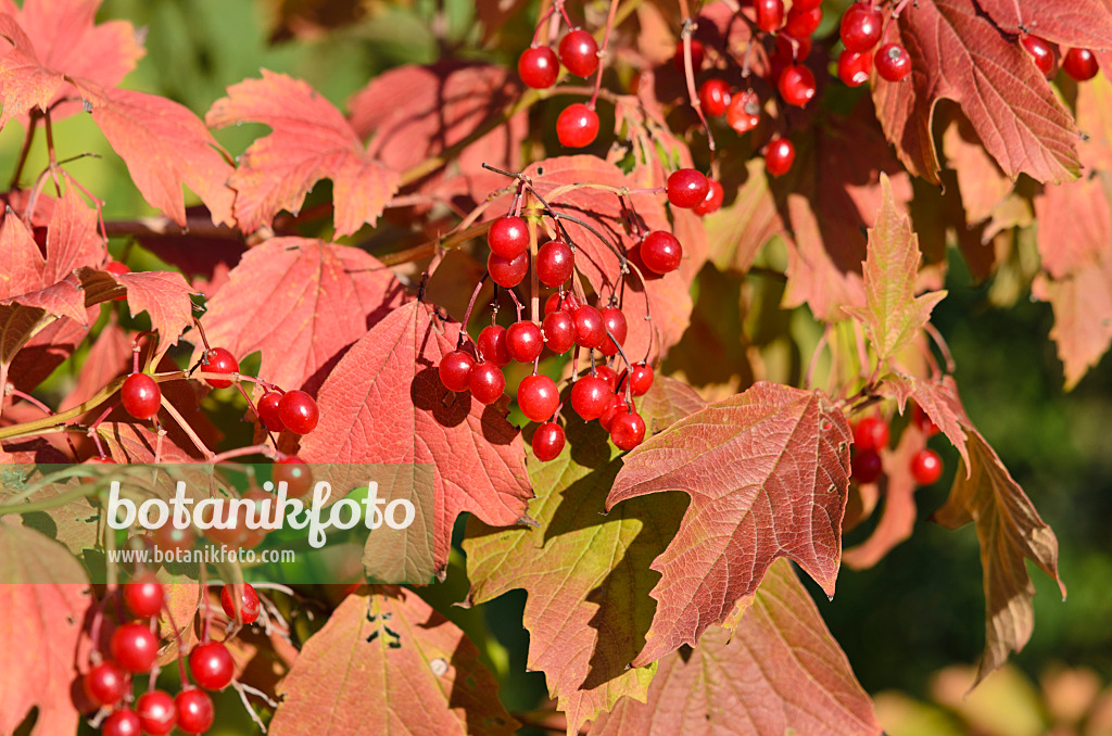 524131 - Guelder rose (Viburnum opulus)