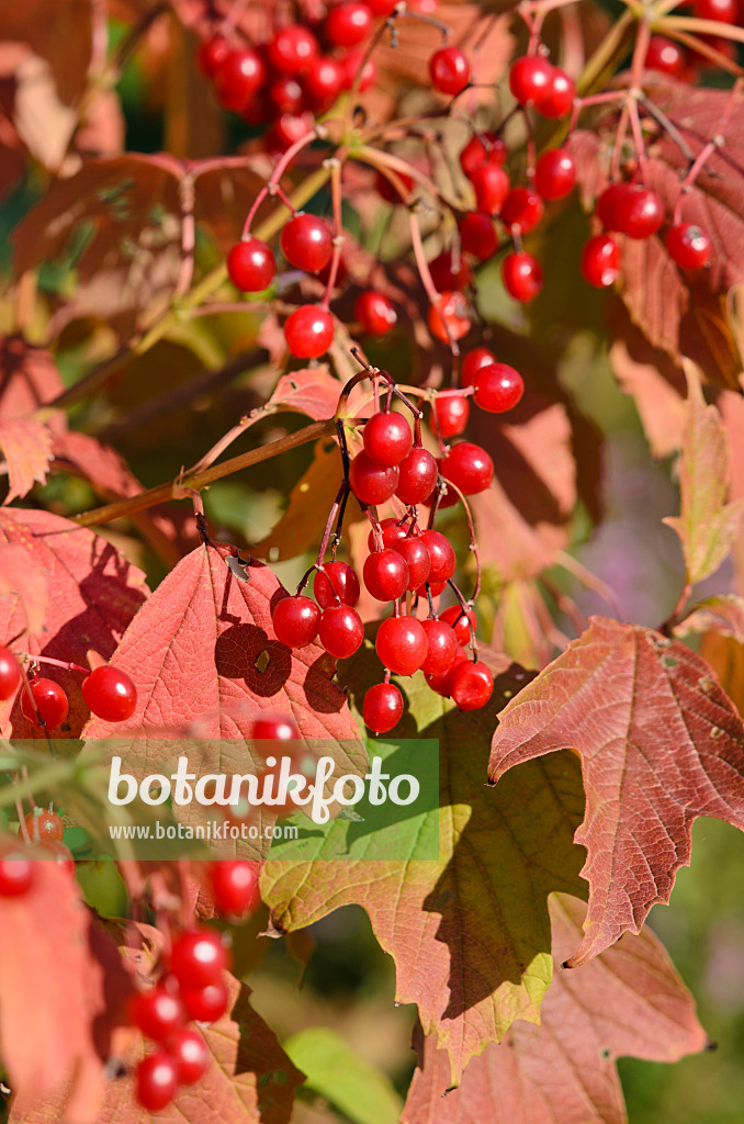 524132 - Guelder rose (Viburnum opulus)