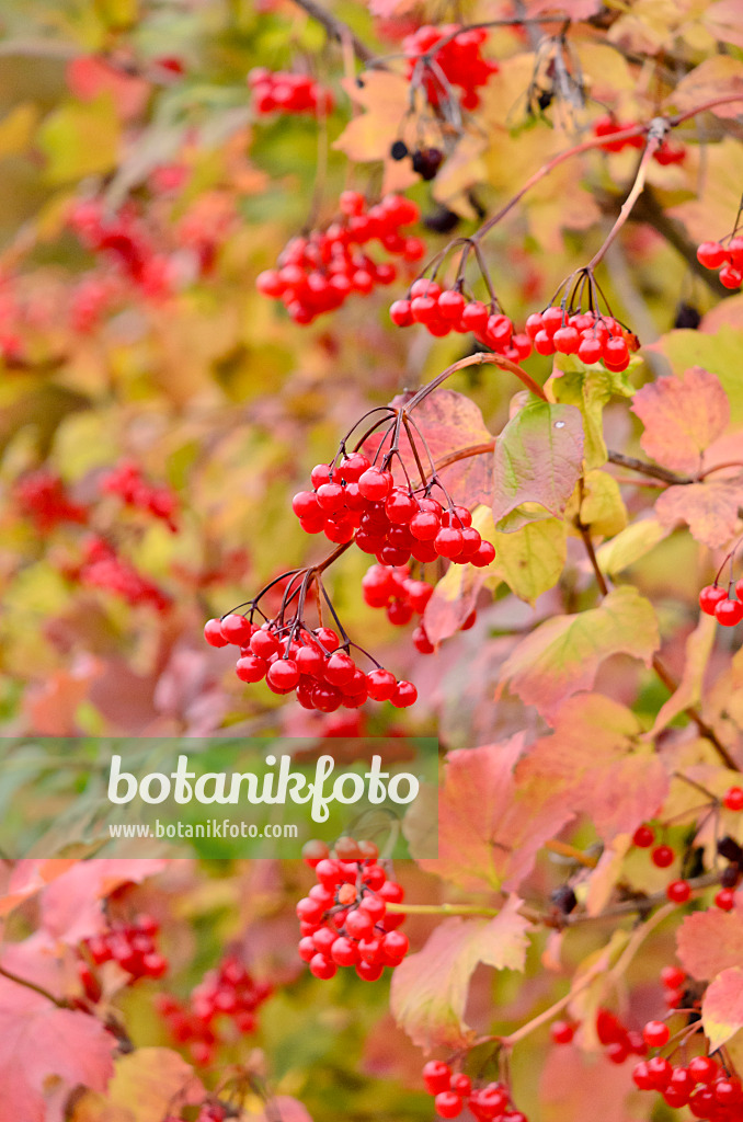 525249 - Guelder rose (Viburnum opulus)