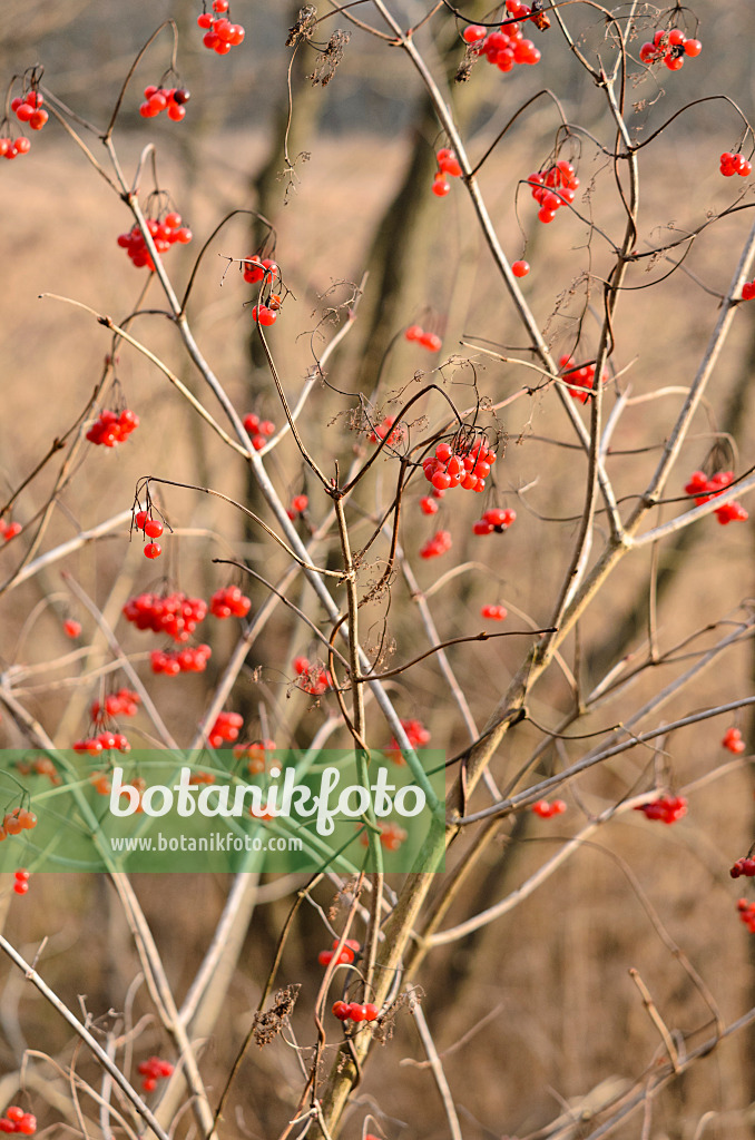 527050 - Guelder rose (Viburnum opulus)