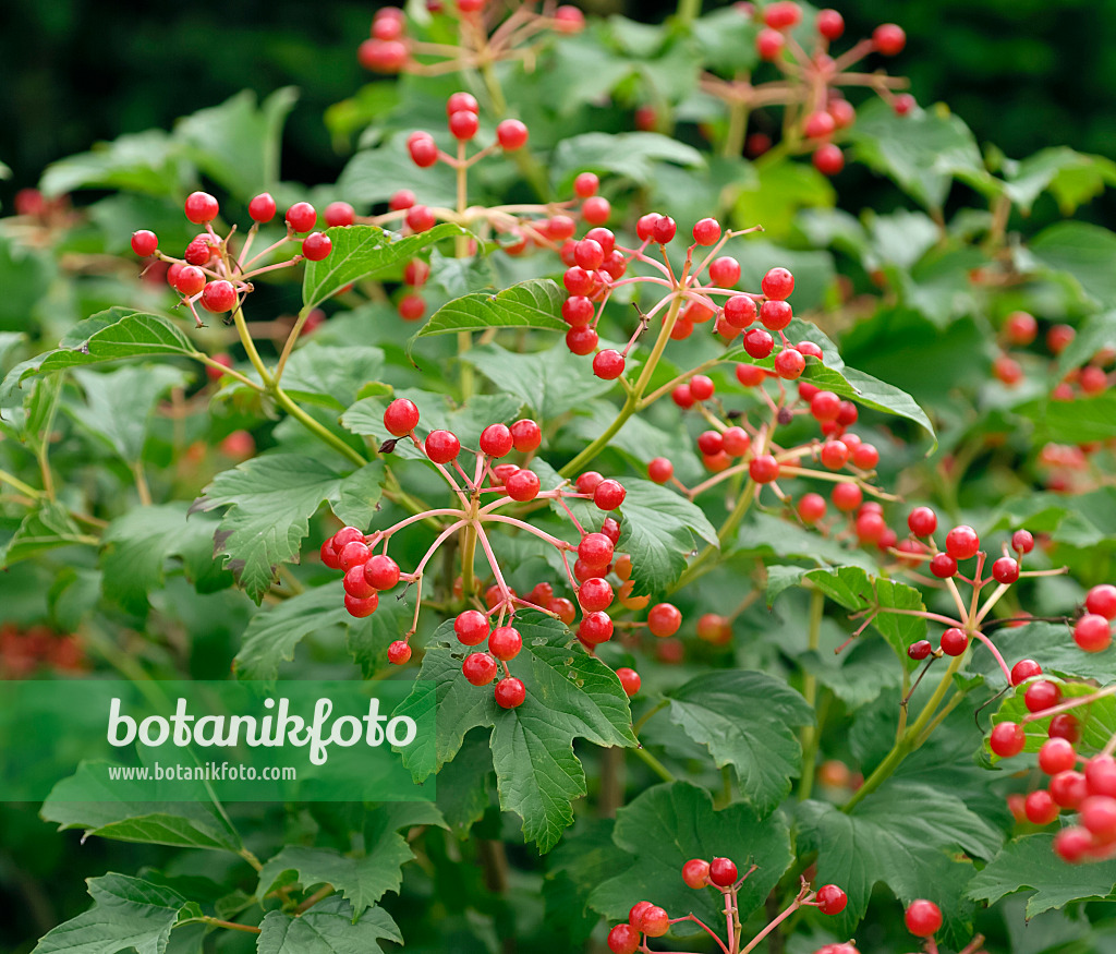 454102 - Guelder rose (Viburnum opulus 'Compactum')