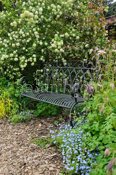 544104 - Guelder rose (Viburnum opulus 'Roseum') and forget-me-nots (Myosotis) besides a garden bench