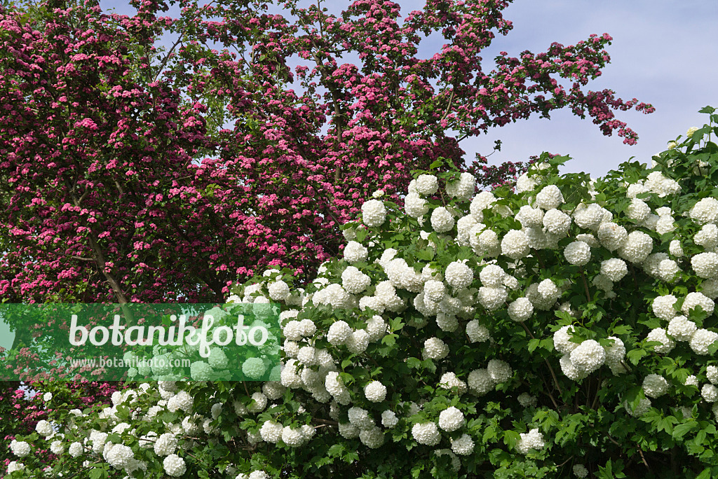 556152 - Guelder rose (Viburnum opulus 'Roseum') and red hawthorn (Crataegus laevigata)