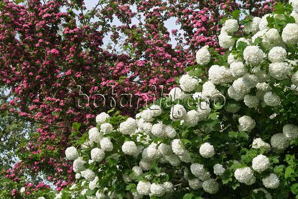 556153 - Guelder rose (Viburnum opulus 'Roseum') and red hawthorn (Crataegus laevigata)