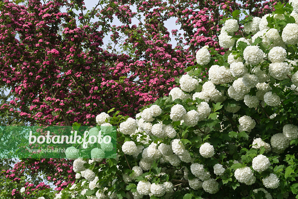 556153 - Guelder rose (Viburnum opulus 'Roseum') and red hawthorn (Crataegus laevigata)