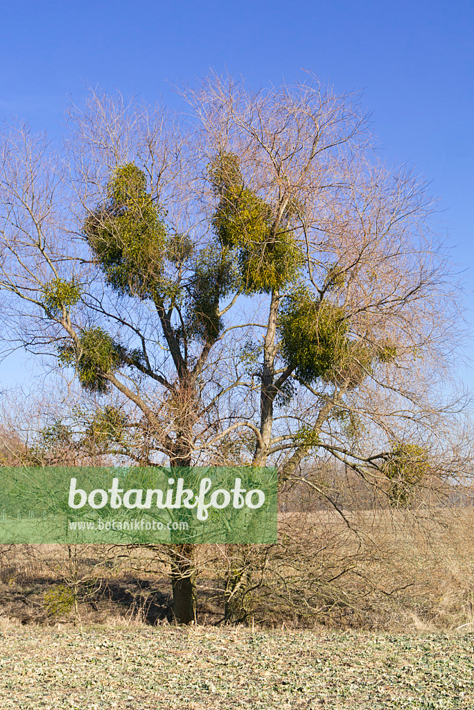 565054 - Gui (Viscum album) dans des arbres dénudés