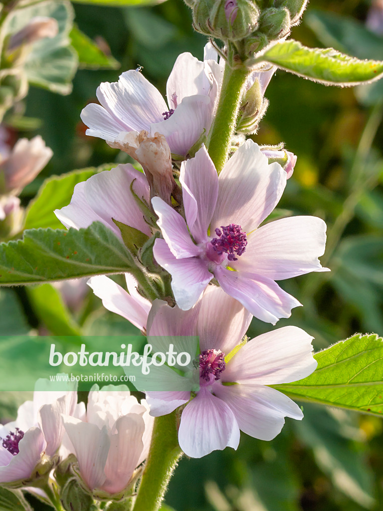 415025 - Guimauve officinale (Althaea officinalis)