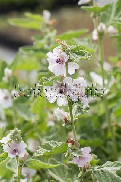 616359 - Guimauve officinale (Althaea officinalis)