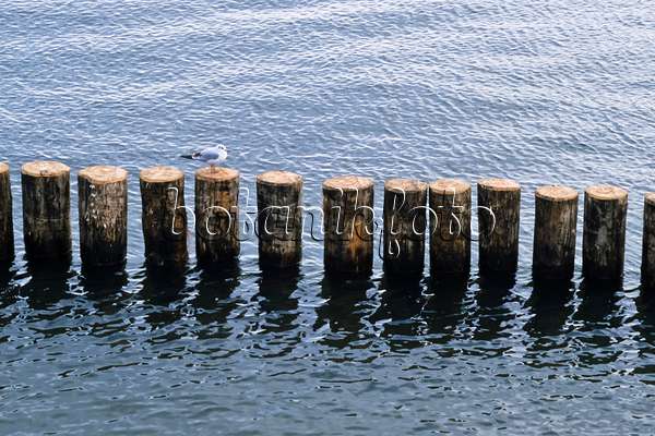 372016 - Gull (Larus) on a breakwater, Germany
