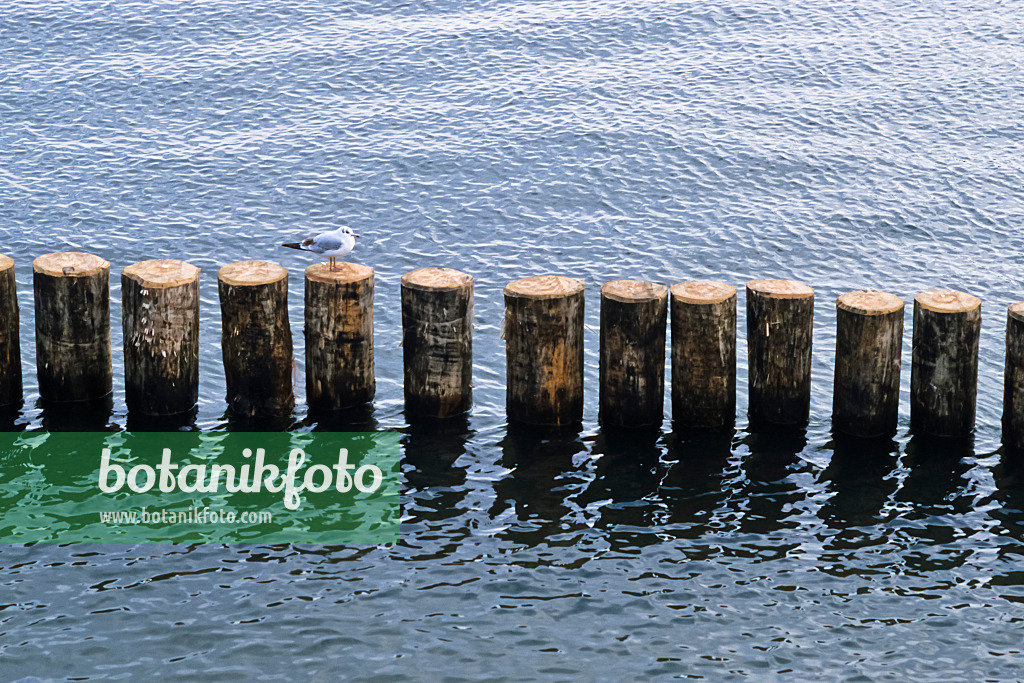 372016 - Gull (Larus) on a breakwater, Germany