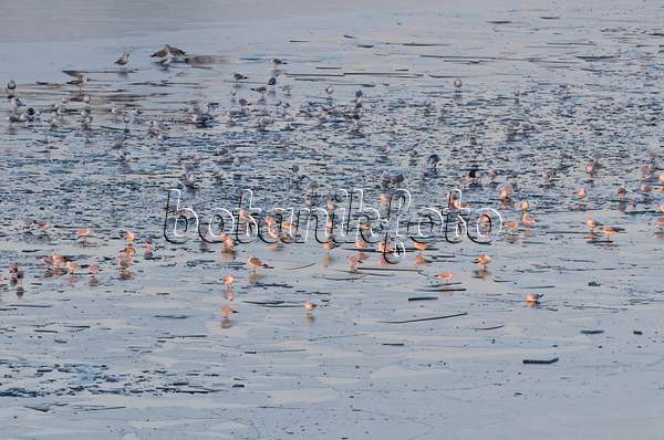 565008 - Gulls (Larus) on a frozen lake, Lower Oder Valley National Park, Germany