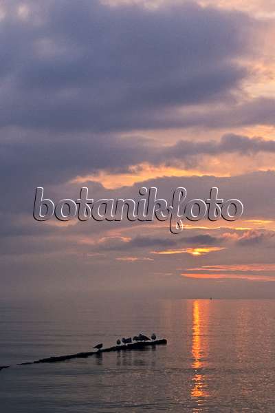 382034 - Gulls (Larus) on a tree trunk floating in the water, sunset at the Baltic Sea, Germany