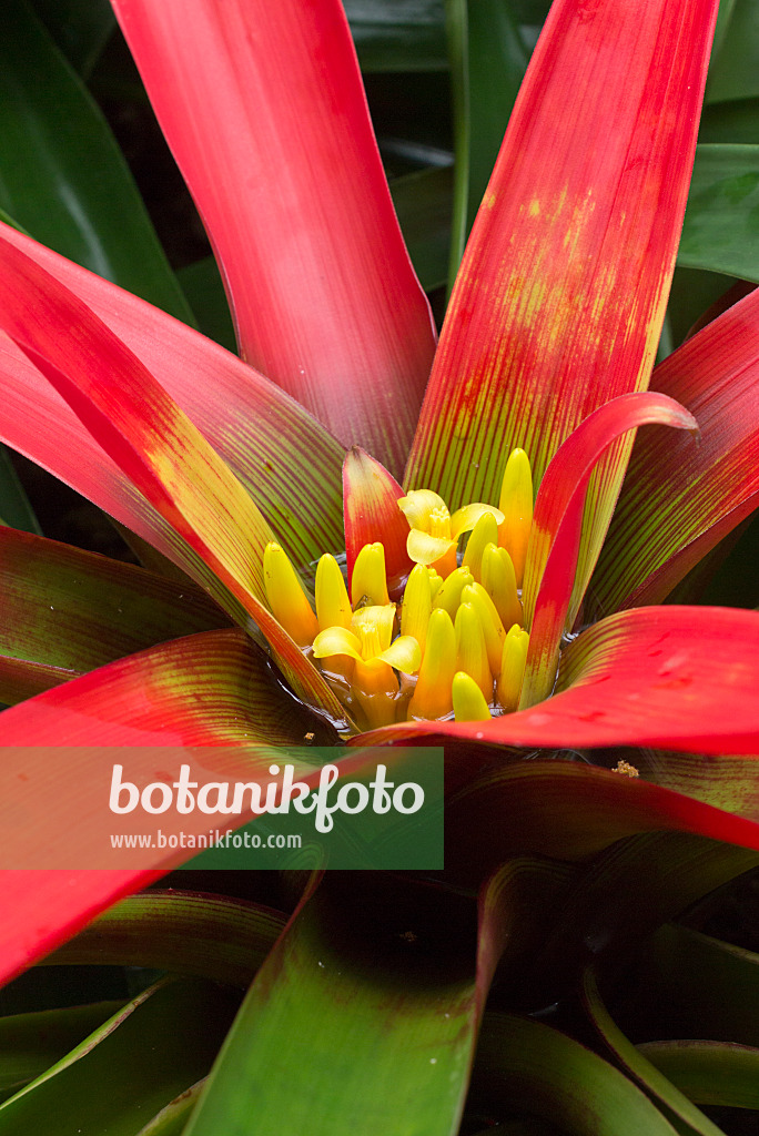 549182 - Guzmania sanguinea