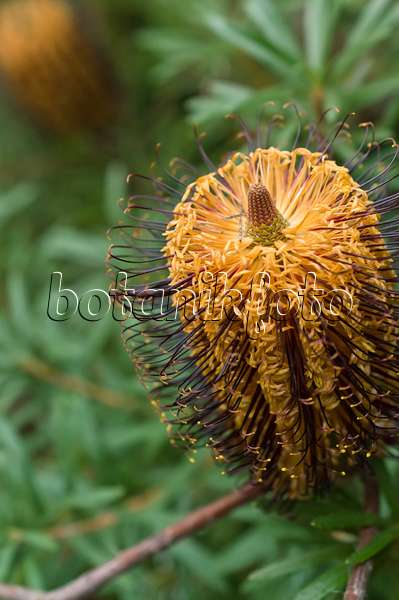 516016 - Hairpin banksia (Banksia spinulosa)