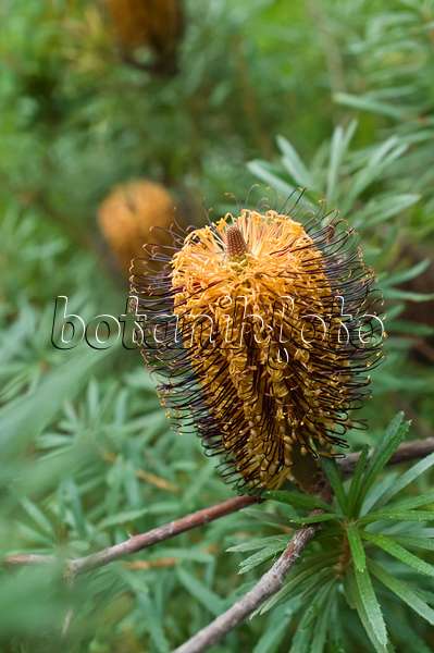 516017 - Hairpin banksia (Banksia spinulosa)