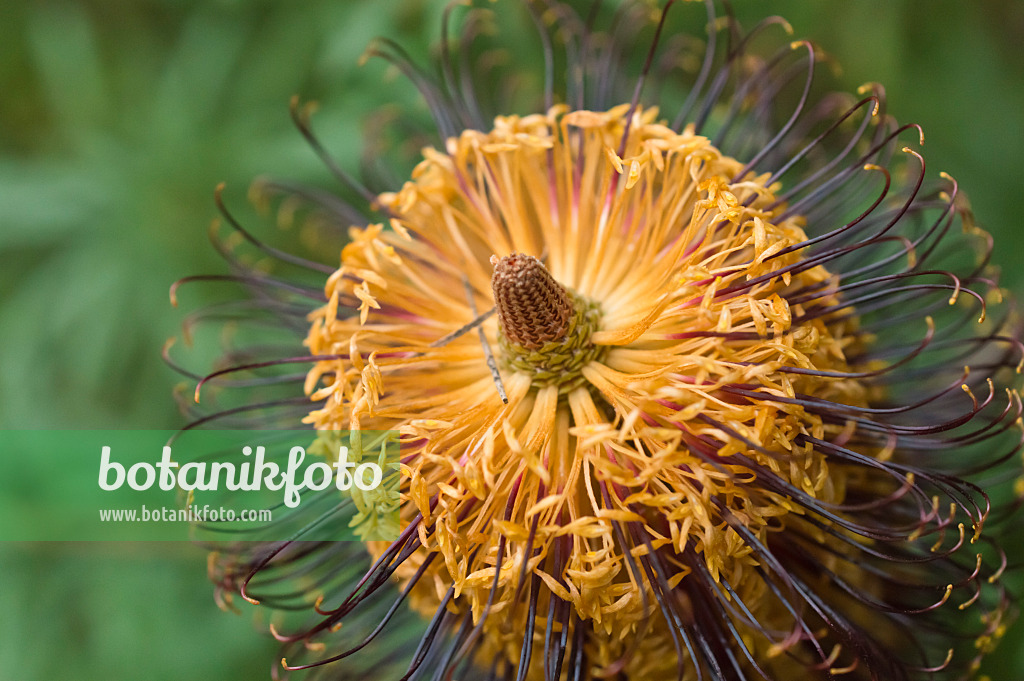 516018 - Hairpin banksia (Banksia spinulosa)