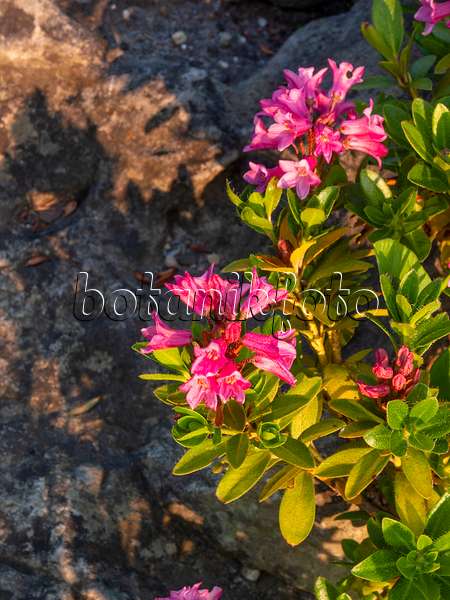 414019 - Hairy alpen rose (Rhododendron hirsutum)