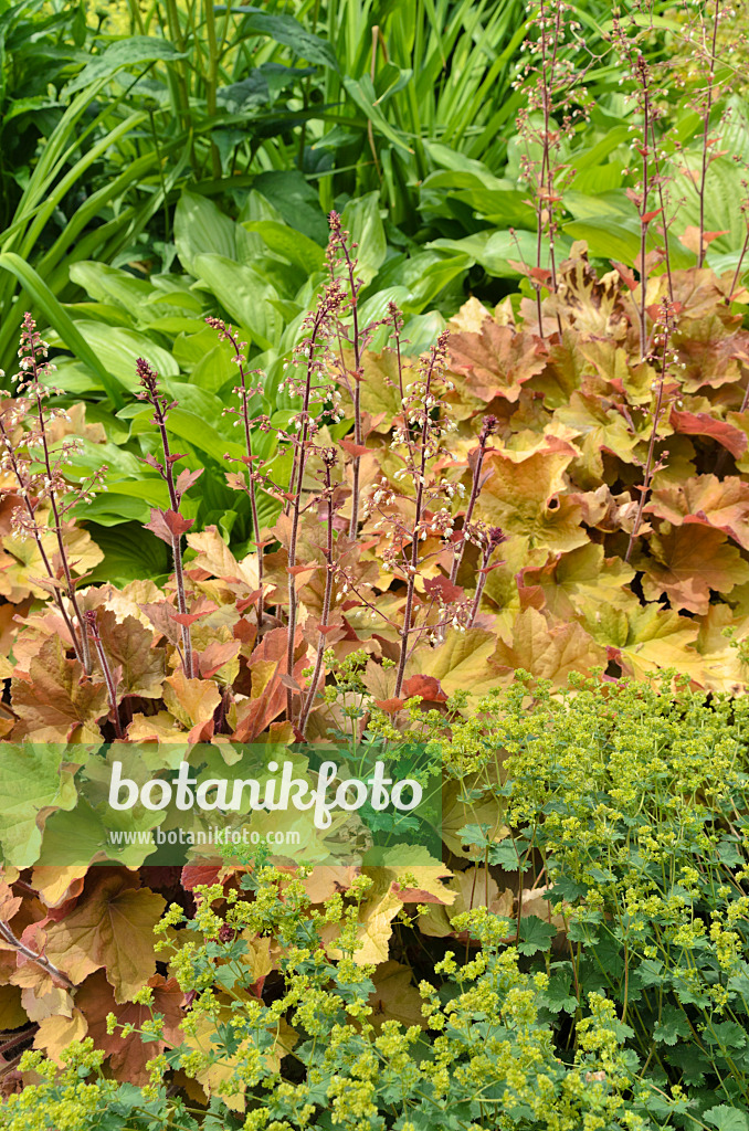 497059 - Hairy alumroot (Heuchera villosa 'Caramel')