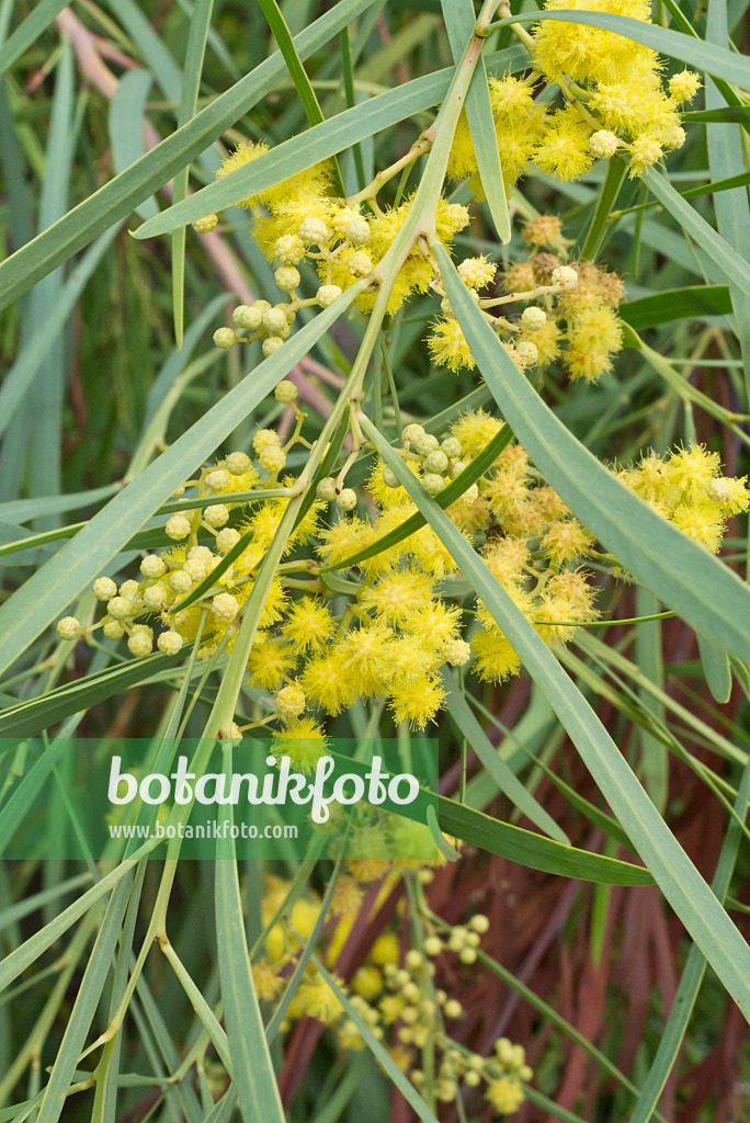 548118 - Hakea wattle (Acacia hakeoides)