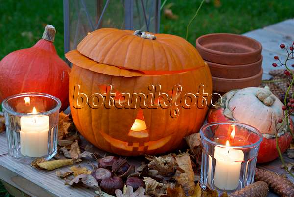 460036 - Halloween pumpkin with storm lamps