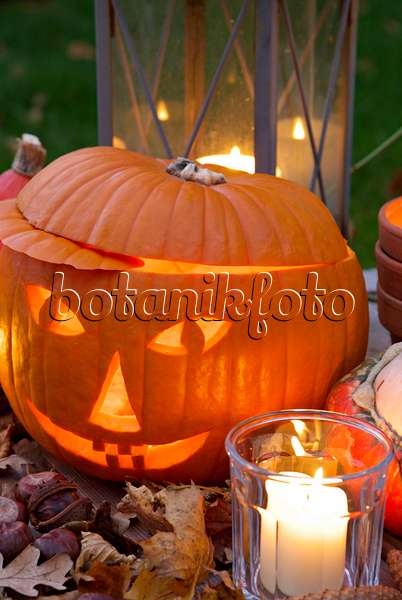 460038 - Halloween pumpkin with storm lamps