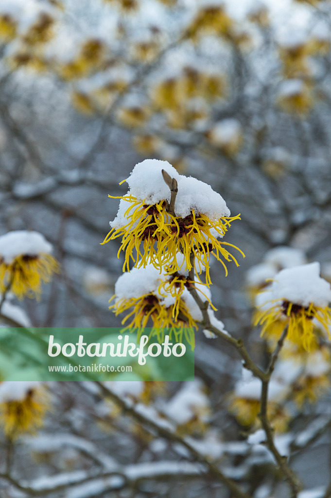 517053 - Hamamélis de Chine (Hamamelis mollis)