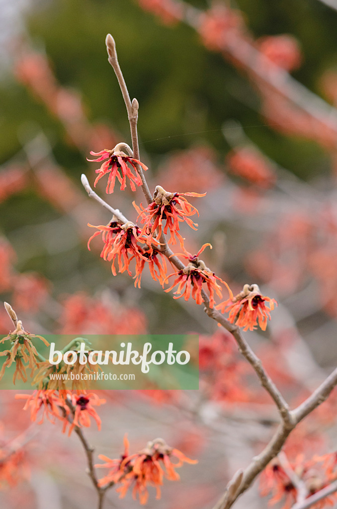 529151 - Hamamelis x intermedia 'Diane'