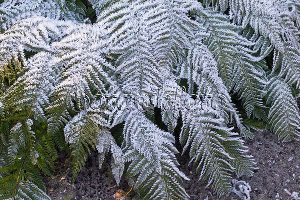 565038 - Hard shield fern (Polystichum aculeatum) with hoar frost