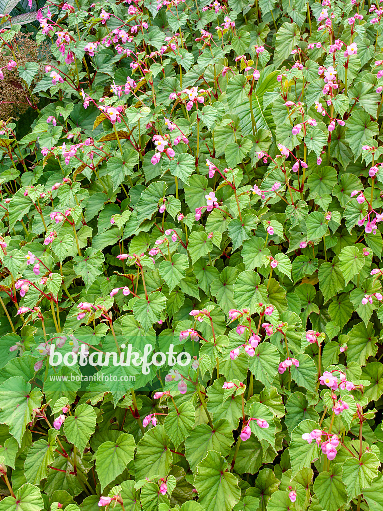 452204 - Hardy begonia (Begonia grandis)