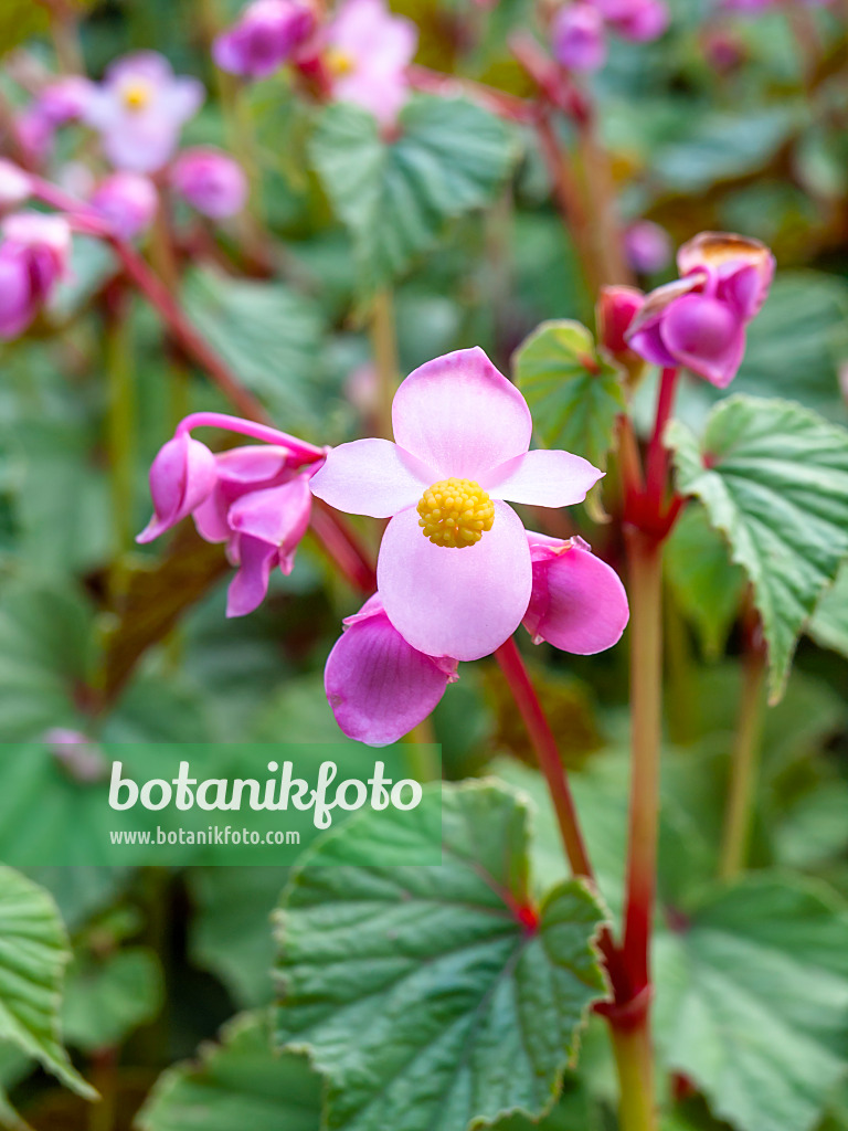 452206 - Hardy begonia (Begonia grandis)