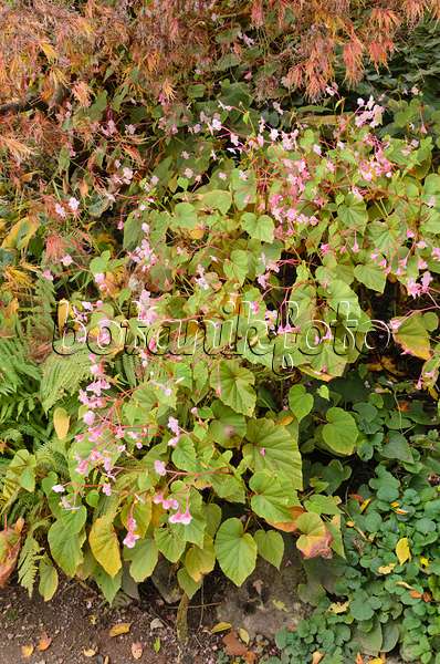 549125 - Hardy begonia (Begonia grandis)