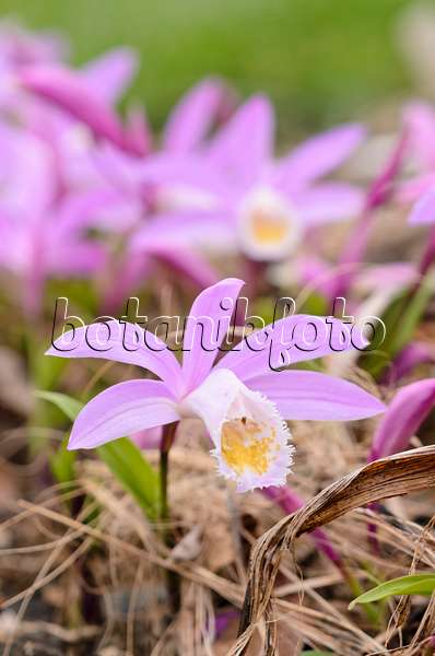 531143 - Hardy Chinese orchid (Pleione)