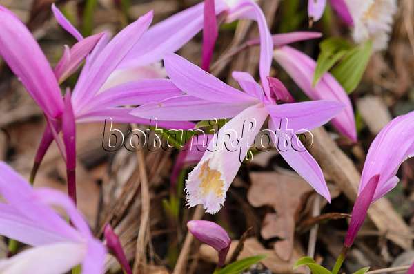 531144 - Hardy Chinese orchid (Pleione)