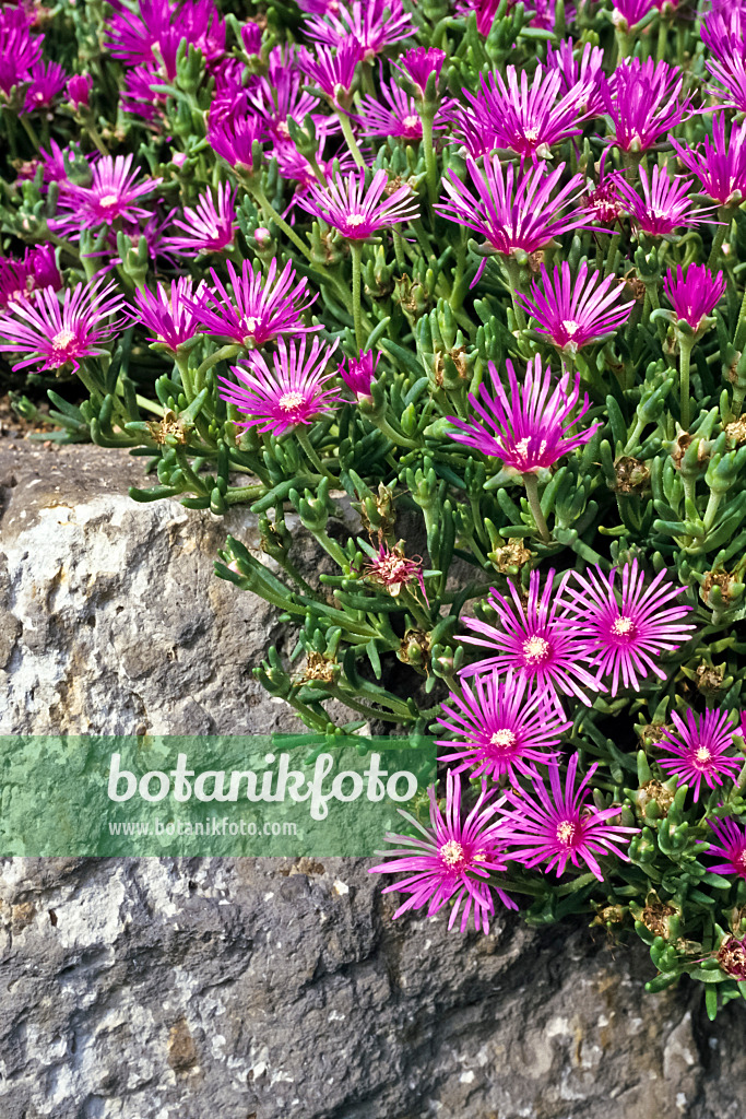 366077 - Hardy ice plant (Delosperma cooperi)