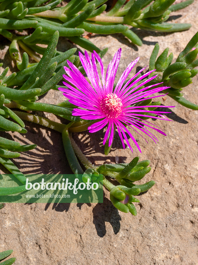 403056 - Hardy ice plant (Delosperma cooperi)