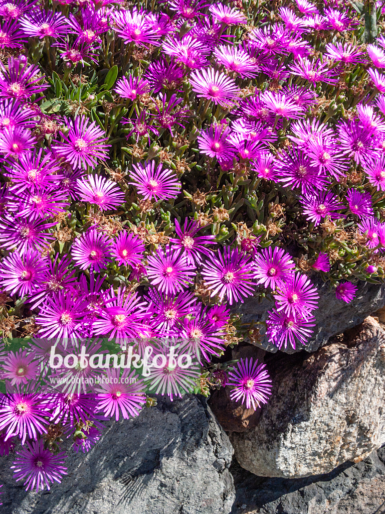 414095 - Hardy ice plant (Delosperma cooperi)