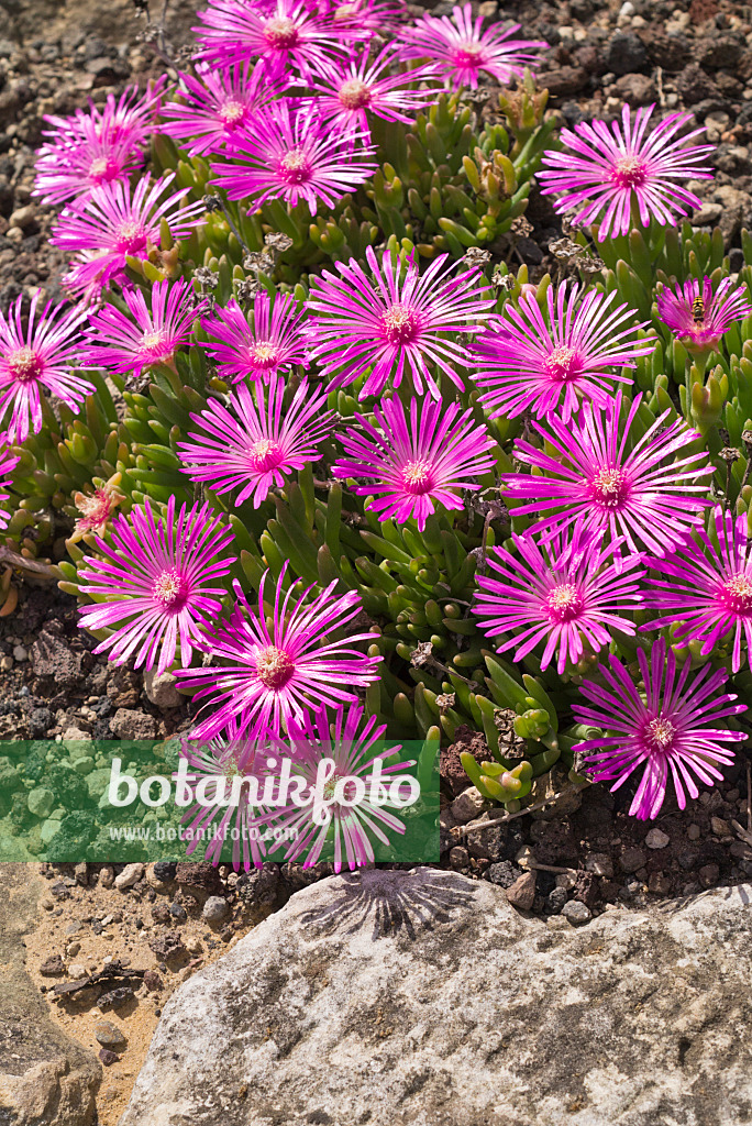 558318 - Hardy ice plant (Delosperma cooperi)