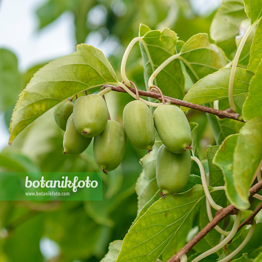 547059 - Hardy kiwi (Actinidia arguta 'Ambrosia')