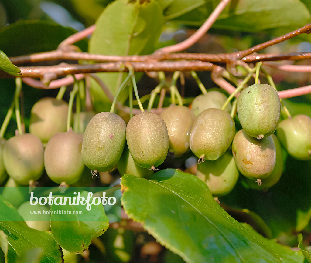 471354 - Hardy kiwi (Actinidia arguta 'Julia')