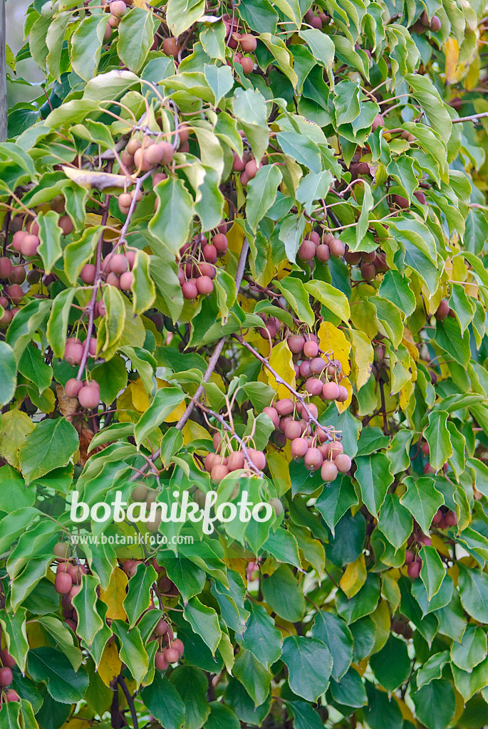 502096 - Hardy kiwi (Actinidia arguta 'Ken's Red')