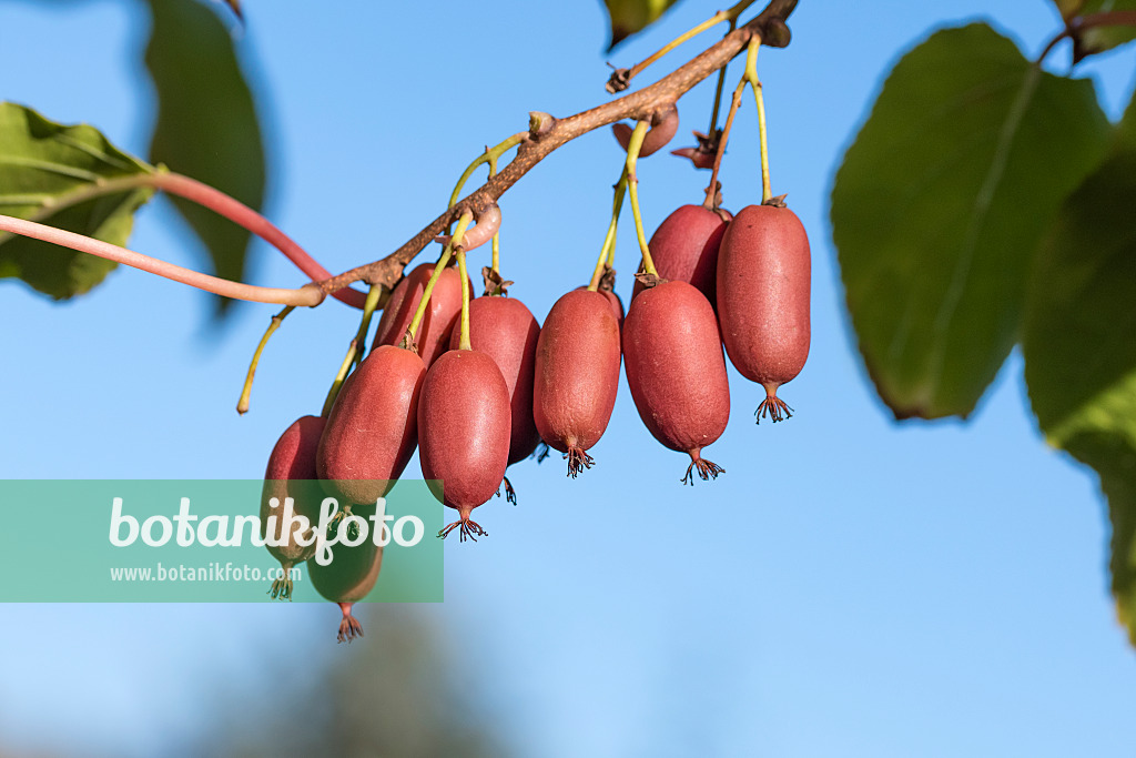 638023 - Hardy kiwi (Actinidia arguta 'Scarlet September Kiwi')