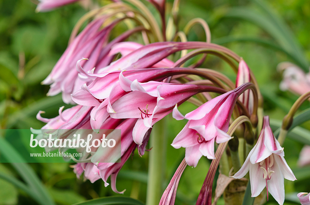 521366 - Hardy swamp lily (Crinum bulbispermum)