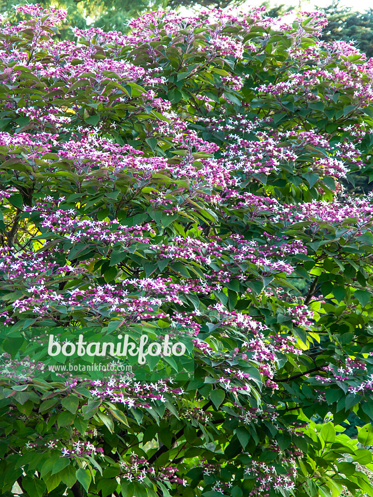 428351 - Harlequin glory bower (Clerodendrum trichotomum var. fargesii syn. Clerodendron trichotomum var. fargesii)