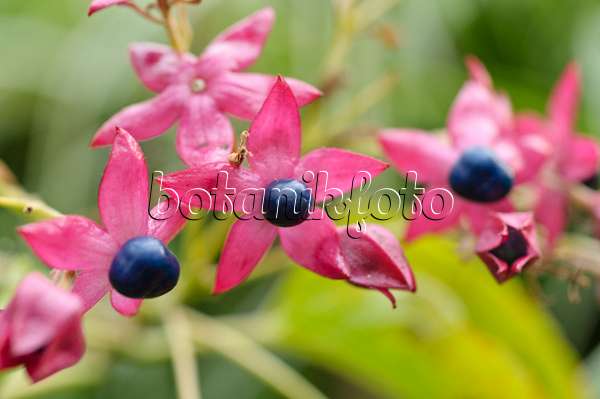 489039 - Harlequin glory bower (Clerodendrum trichotomum syn. Clerodendron trichotomum)