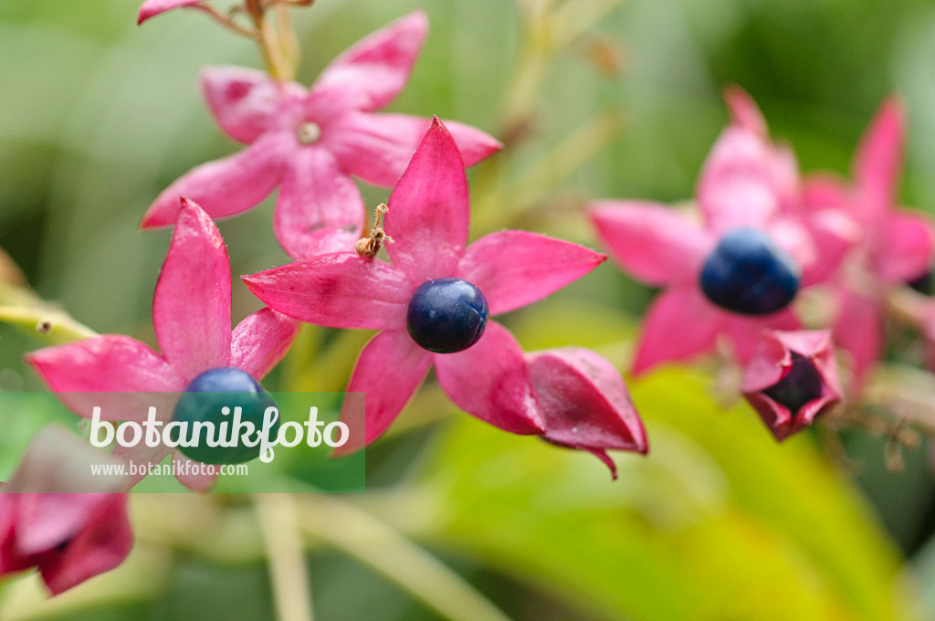 489039 - Harlequin glory bower (Clerodendrum trichotomum syn. Clerodendron trichotomum)