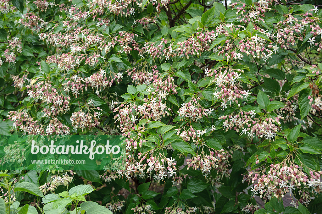 535267 - Harlequin glory bower (Clerodendrum trichotomum syn. Clerodendron trichotomum)