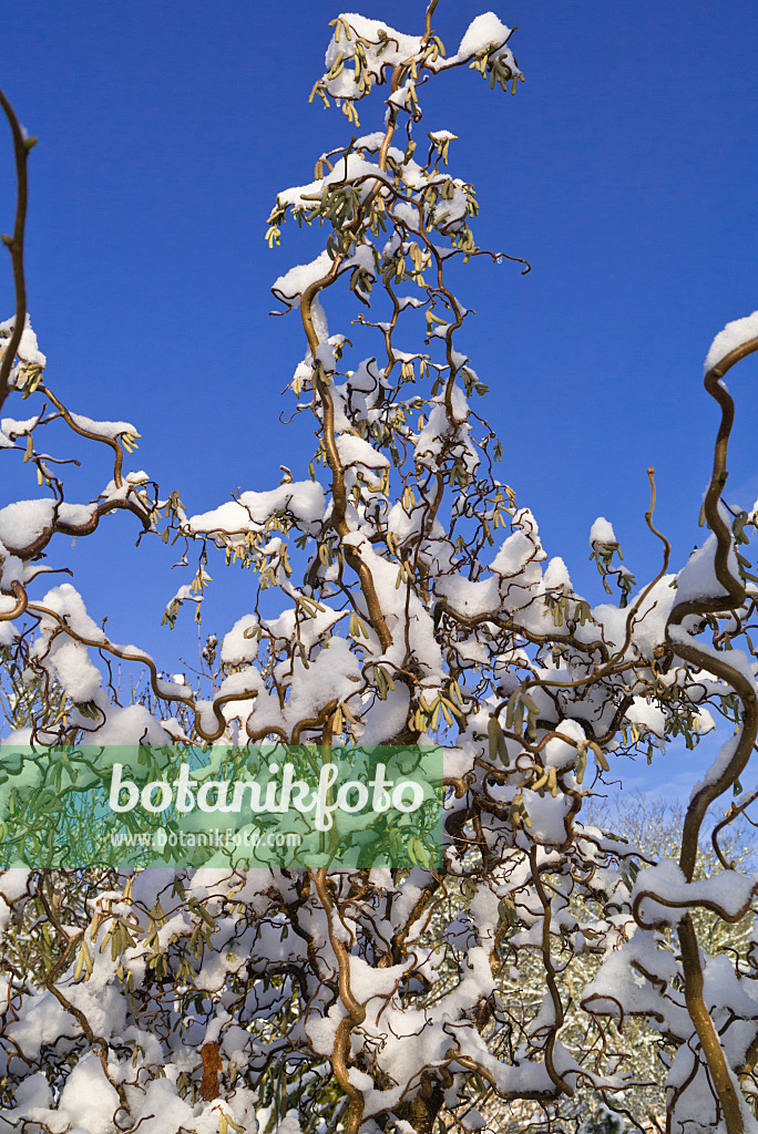 539015 - Harry Lauder's walking stick (Corylus avellana 'Contorta')