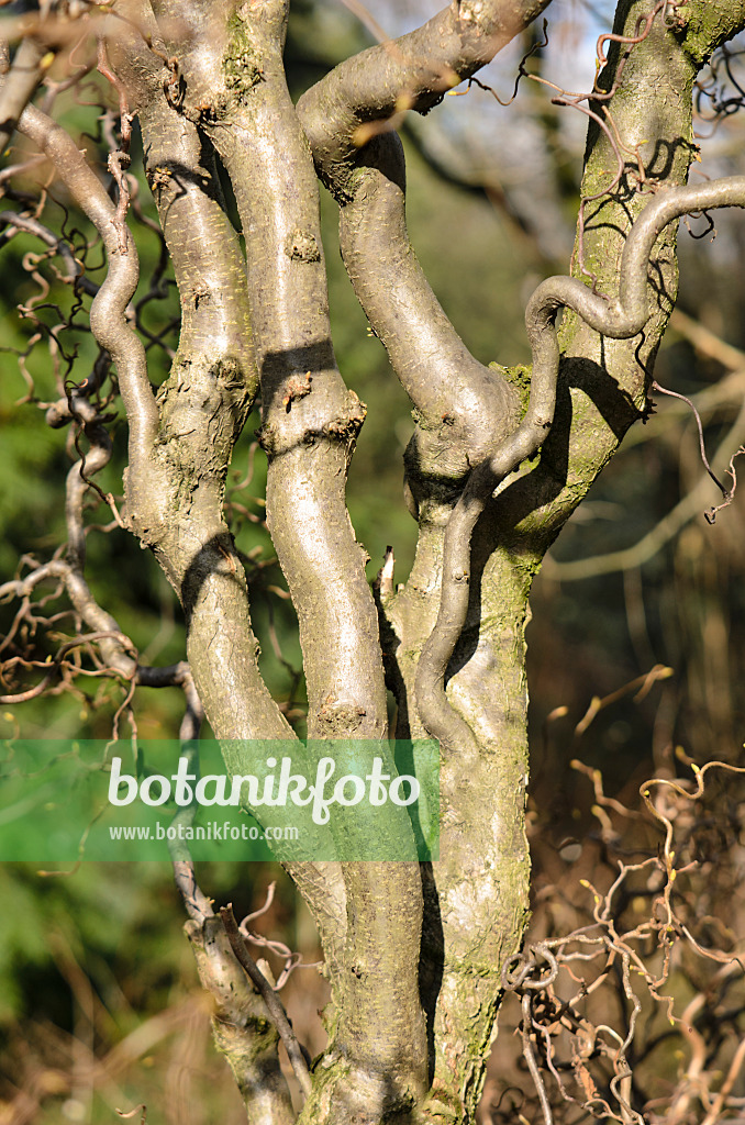 553076 - Harry Lauder's walking stick (Corylus avellana 'Contorta')