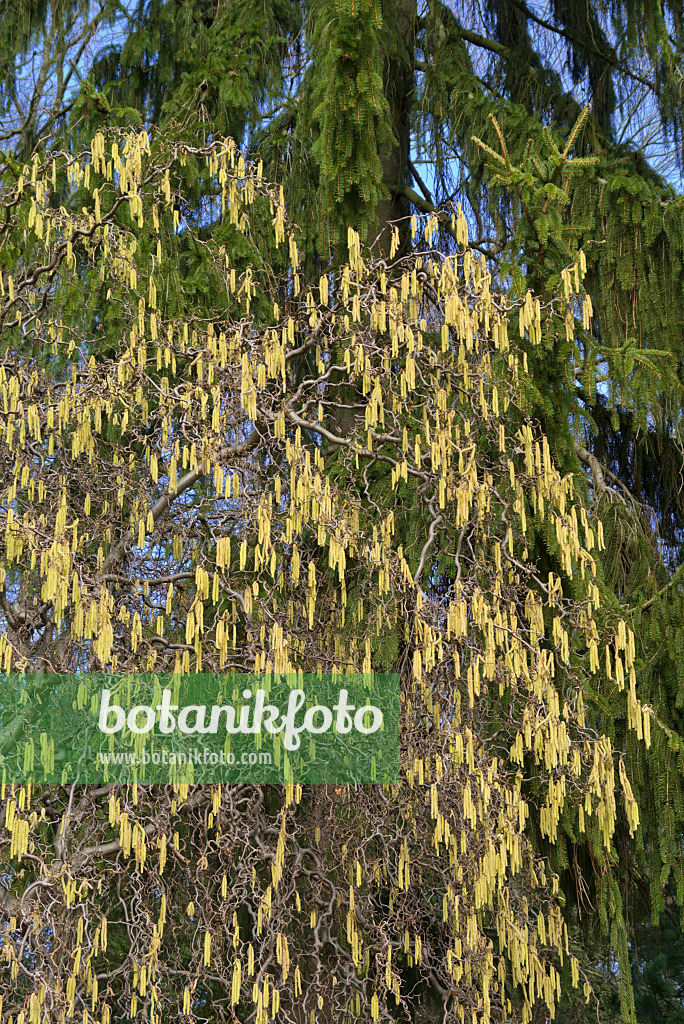 566091 - Harry Lauder's walking stick (Corylus avellana 'Contorta')