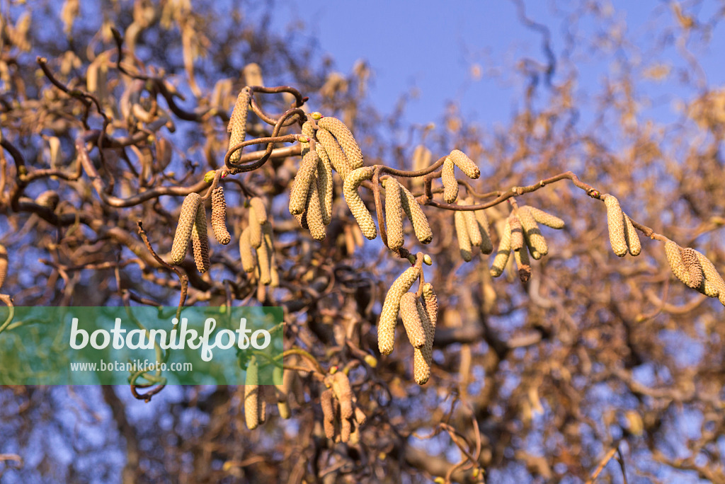 578036 - Harry Lauder's walking stick (Corylus avellana 'Contorta')